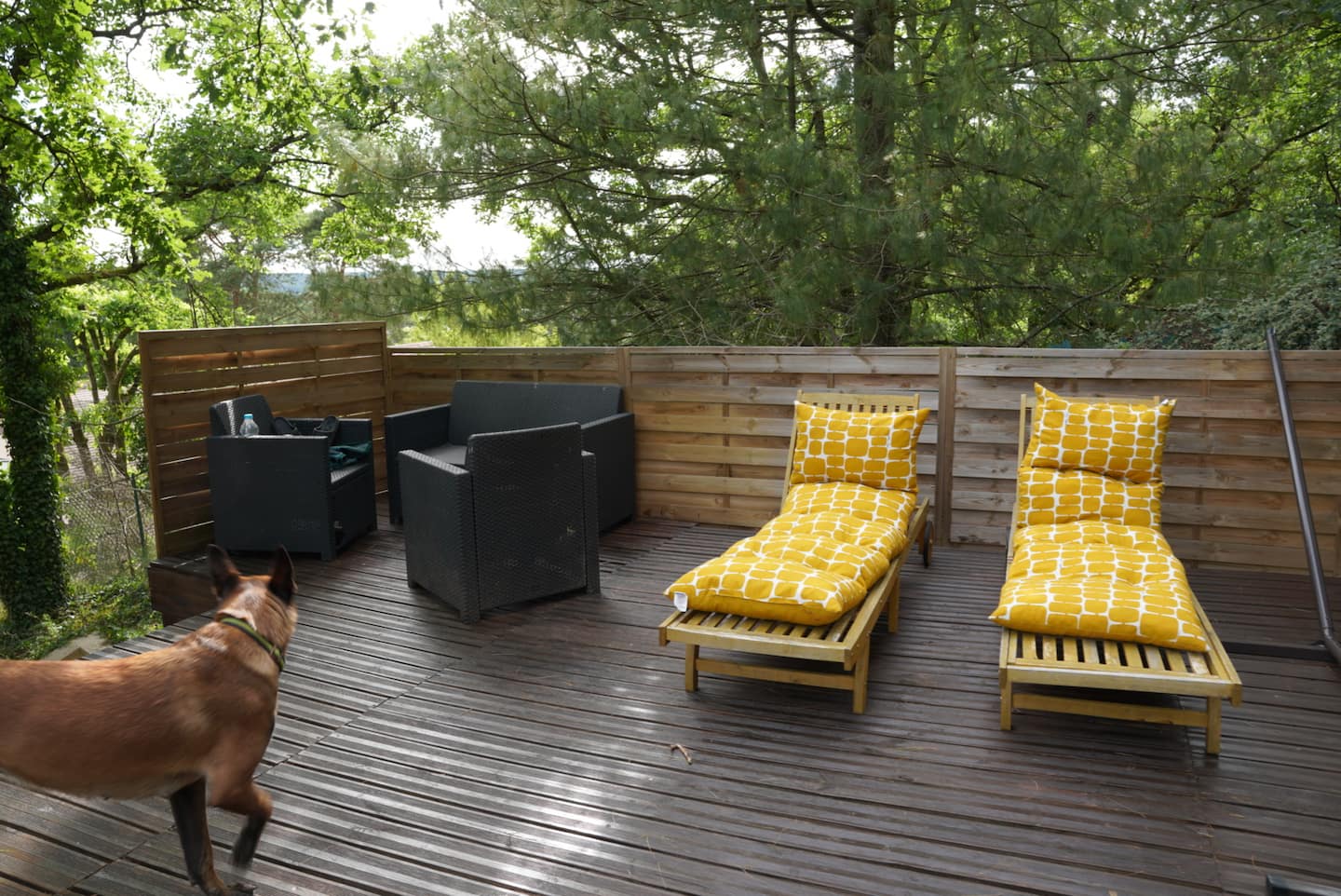 Les transats de la terrasse et le chien du ranch