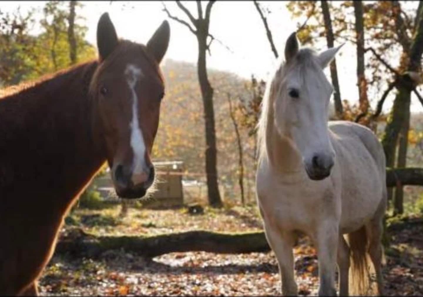 Deux des chevaux du ranch dans le pré en automne